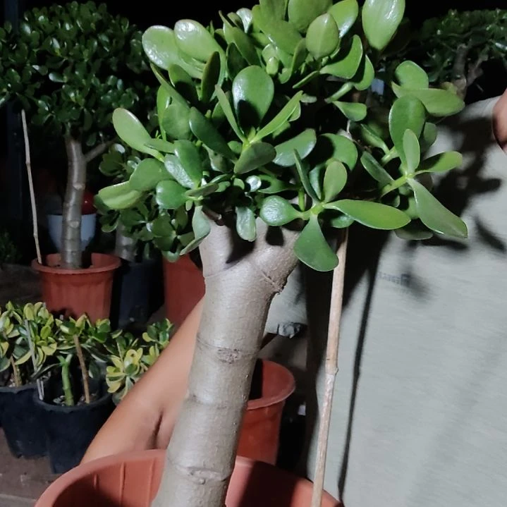 玉树老桩一物一拍