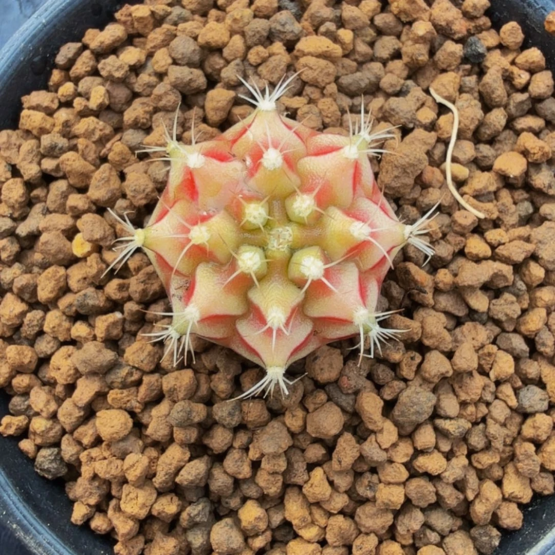 当前无花朵，栽培后可花朵