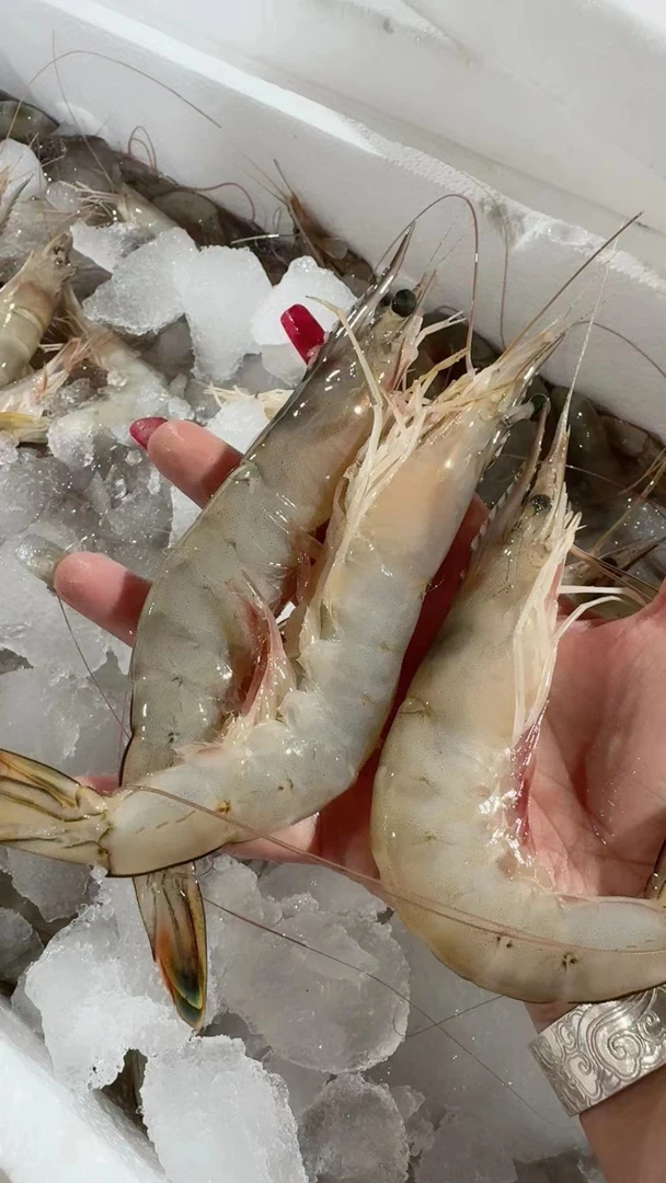 渤海湾野生海捕对虾