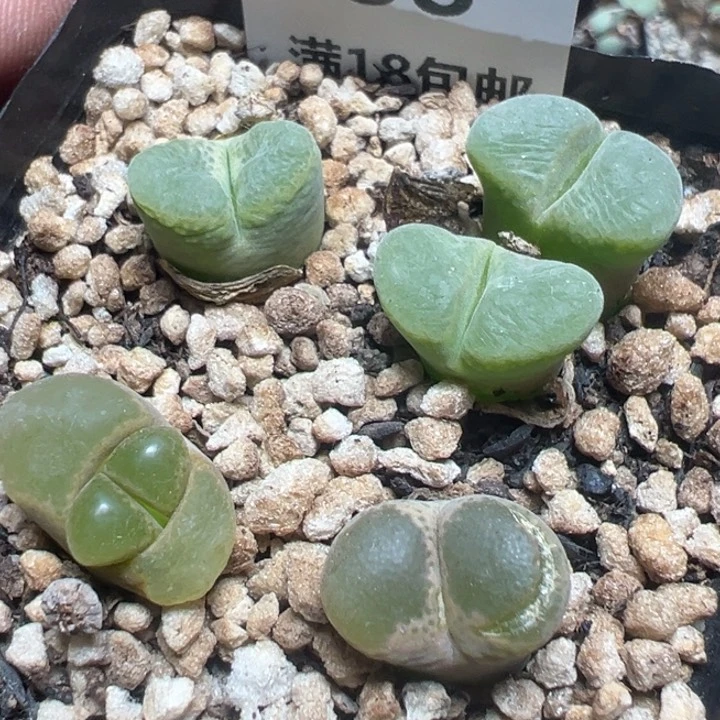 【闪购商品】 958。
