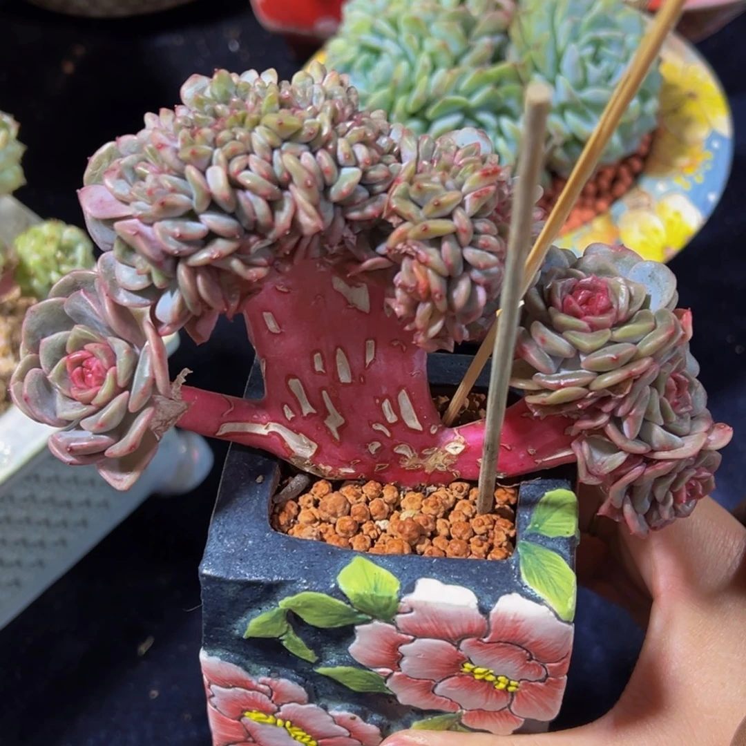 熙***阳珍妮朵朵缀天天开心