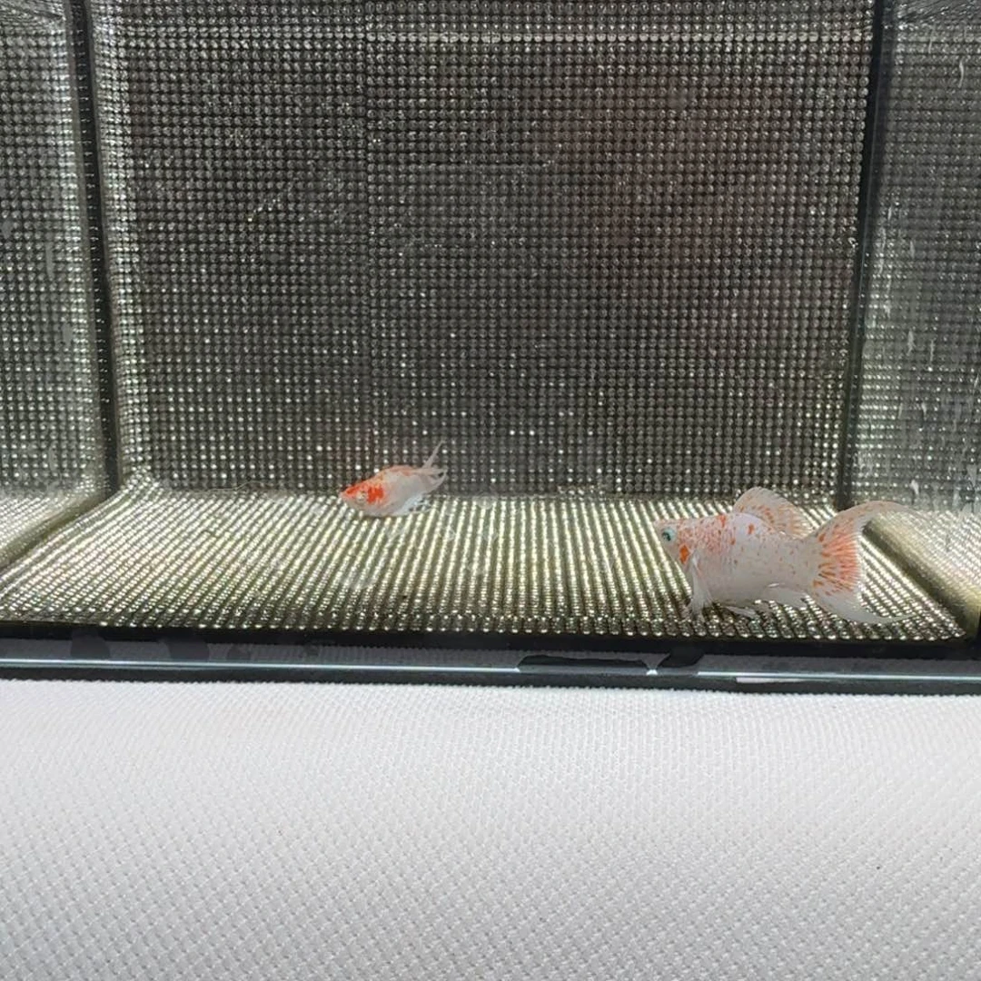 黑玛丽鱼10 樱花