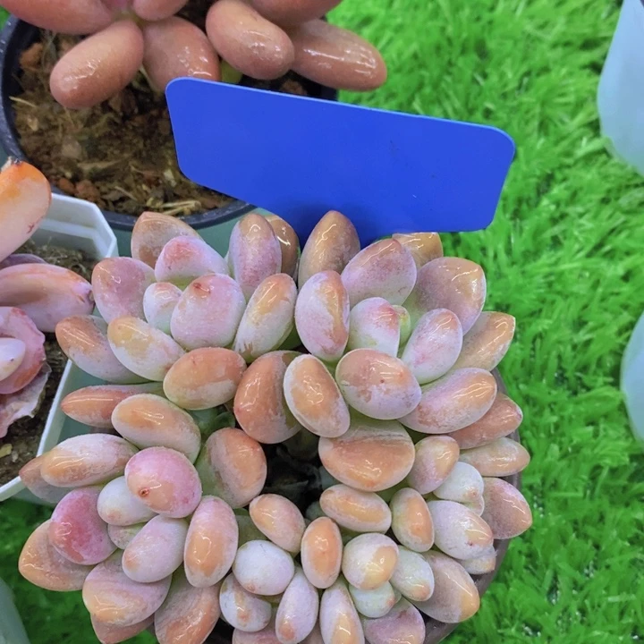 多肉植物，开心多肉