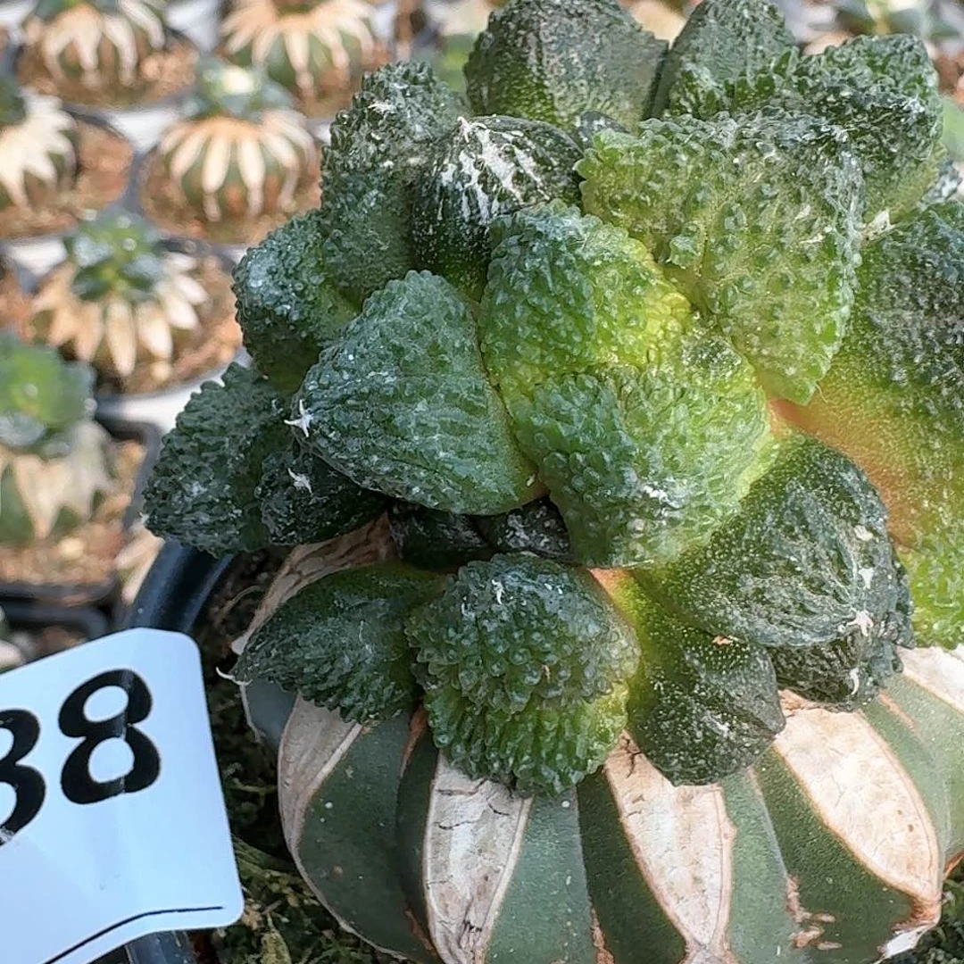 【闪购商品】无花朵嘎**～群头哥斯拉088