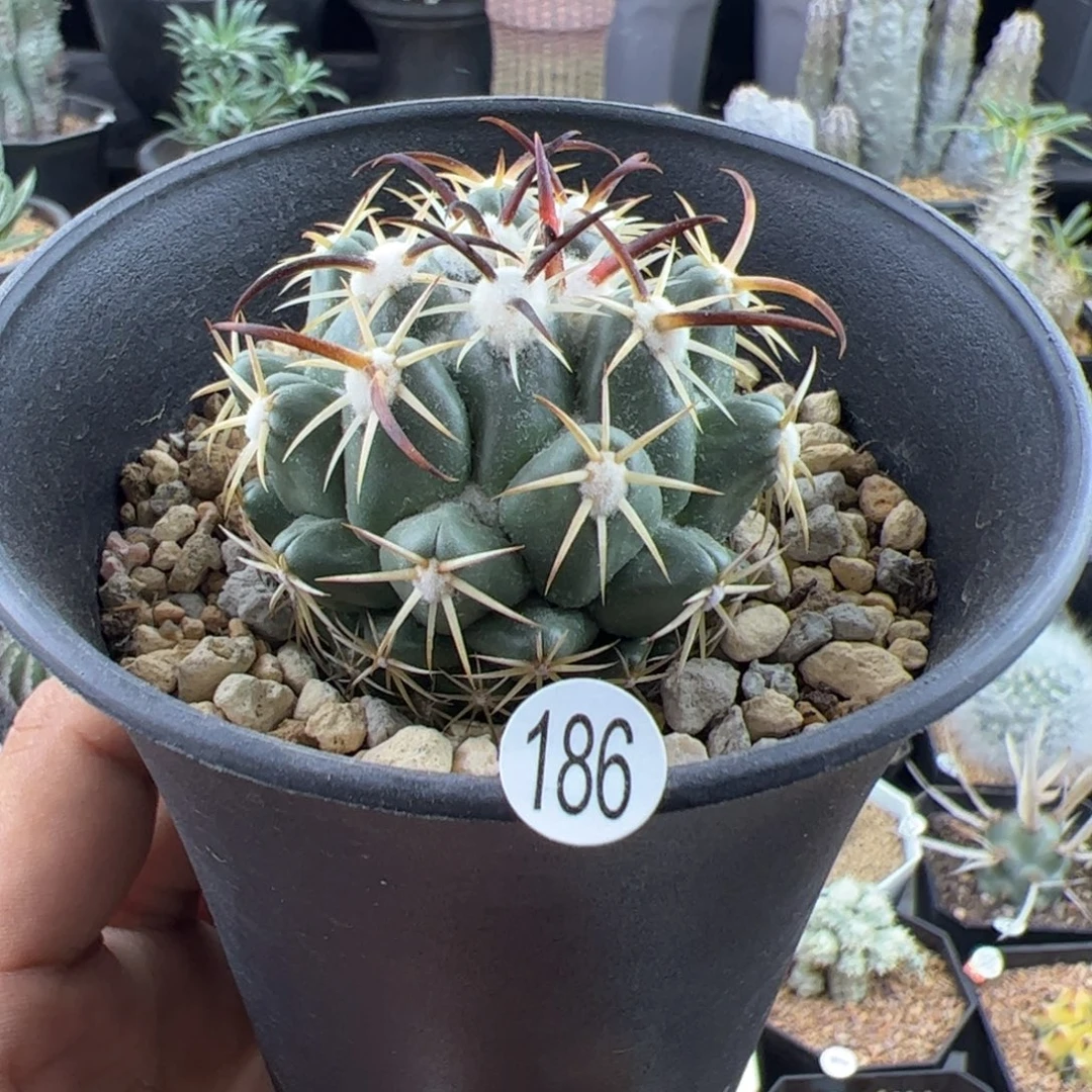 钢钉实生5.1一物一拍默认脱土发
