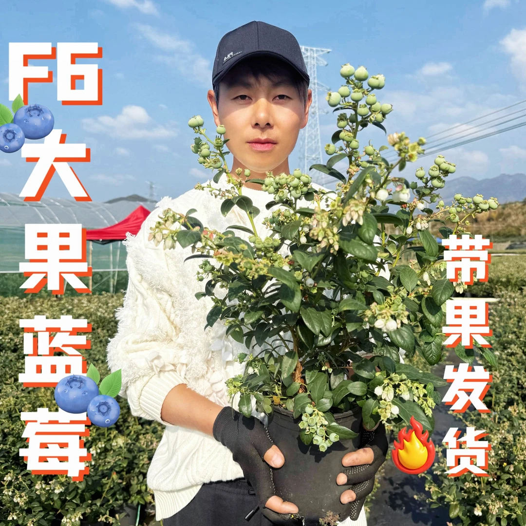 正宗花香蓝莓F6蓝莓果树苗带花带果适合南北方种植原盆原土阳台