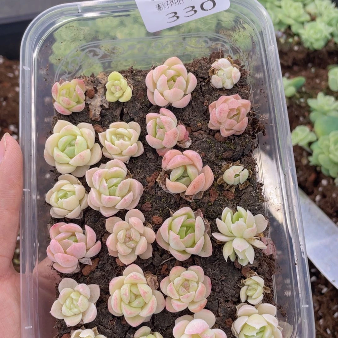 云糖心多肉植物330