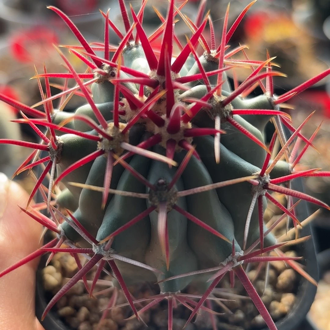 仙人球实生刈穗玉