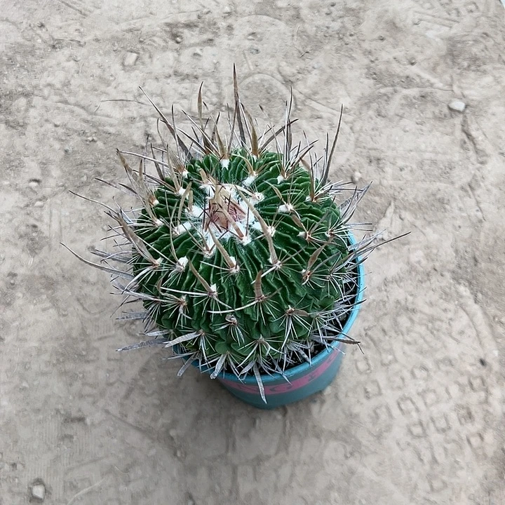 用***5仙人球等多种游戏玩法