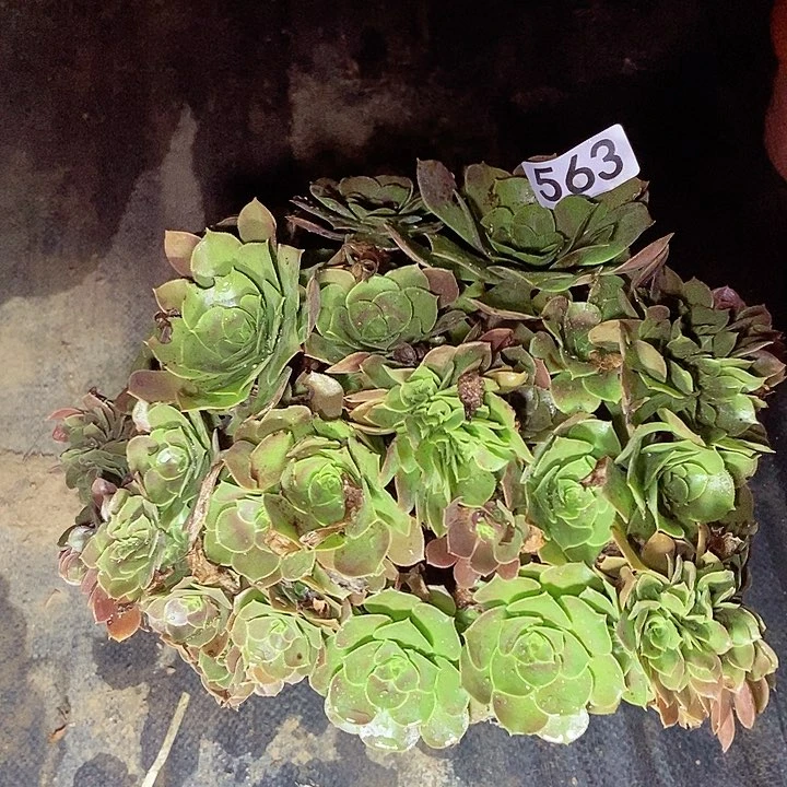 红玫瑰朵朵缀563多肉不包断