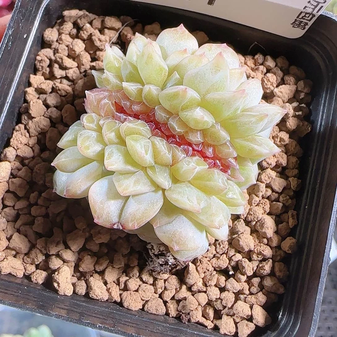 0628-,-11烟霞糖心珍妮