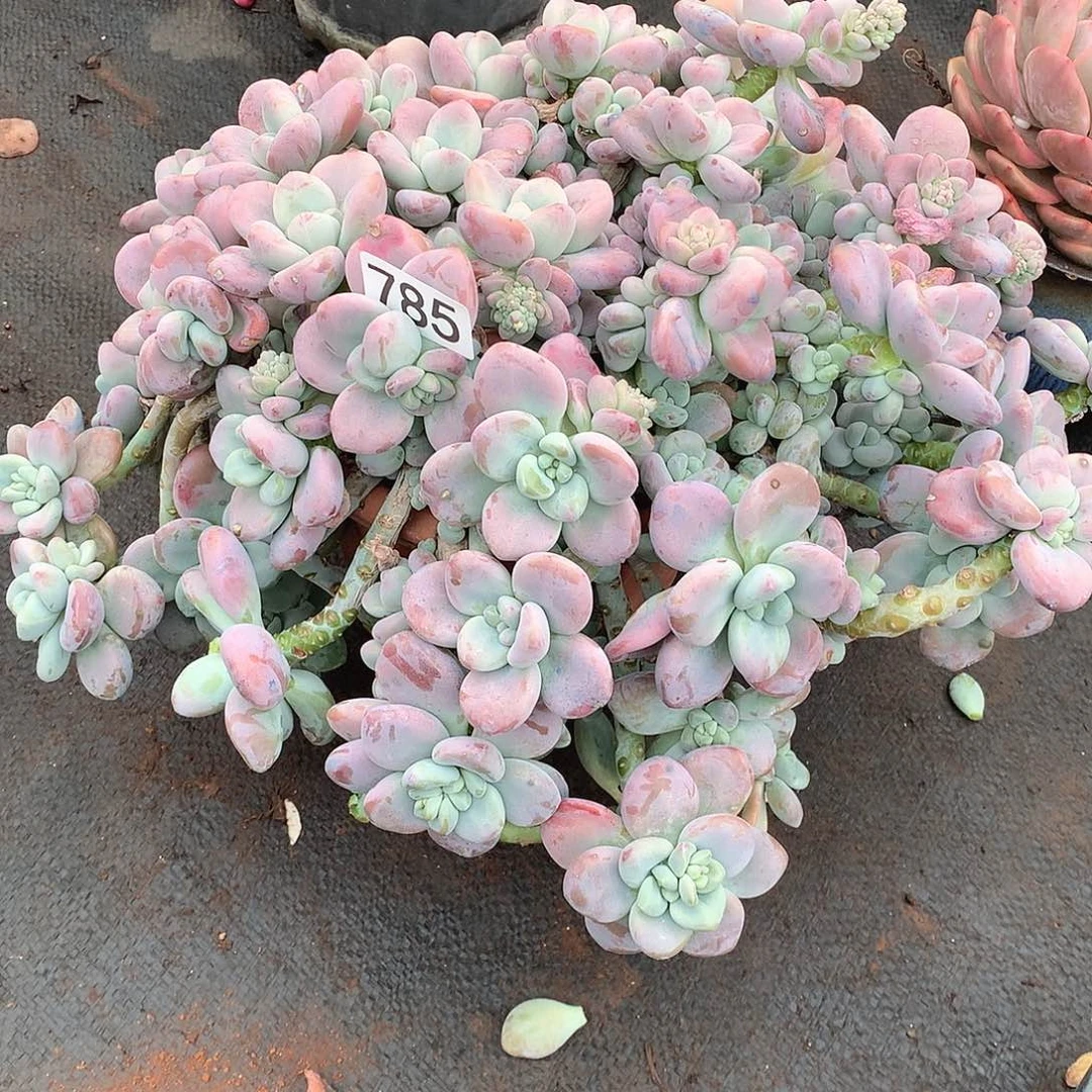 785洛神 一物一拍多肉