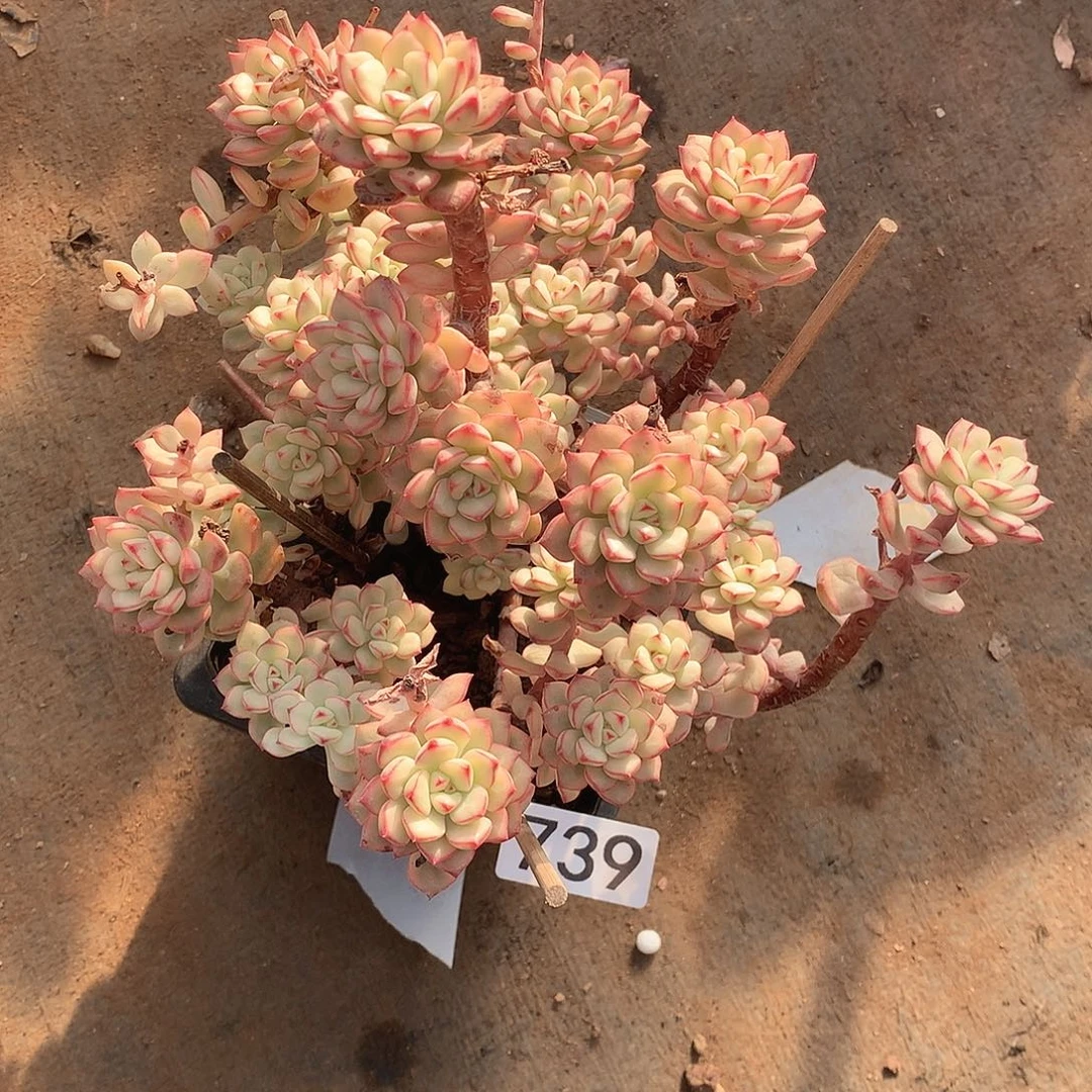 739 一物一拍多肉