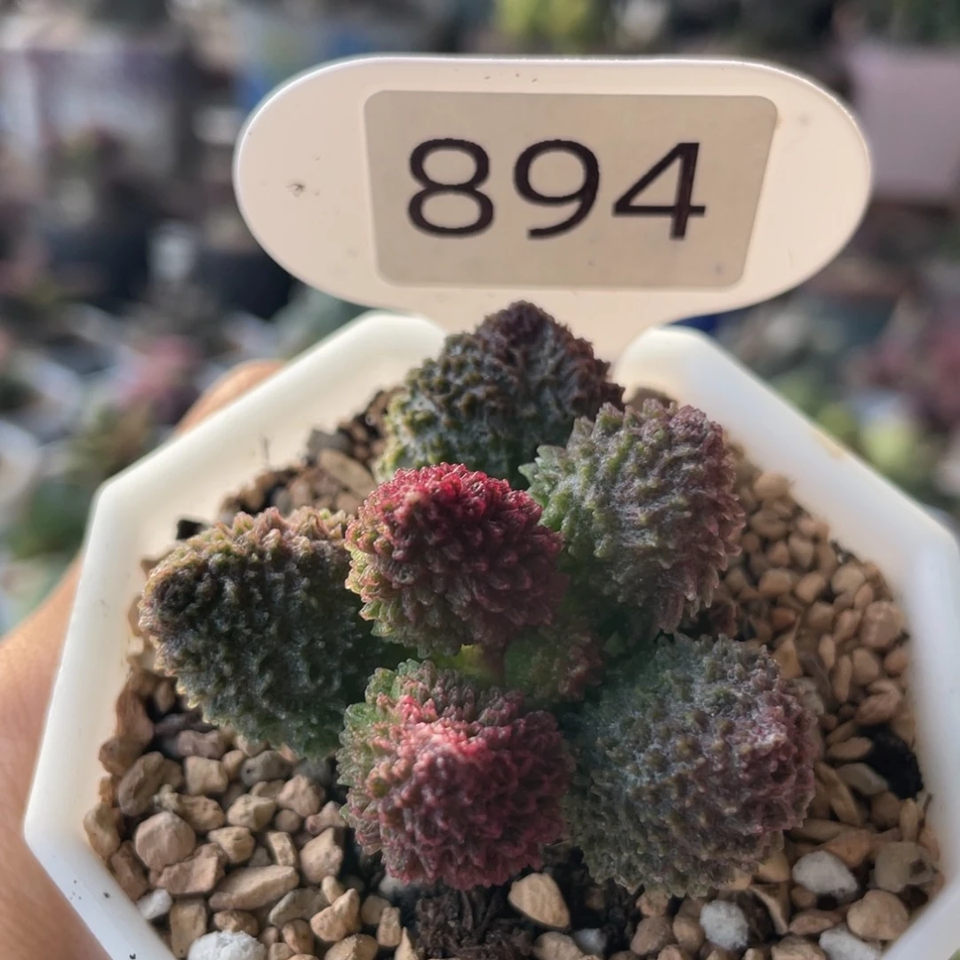 爱***炖      朱紫玉。    894。