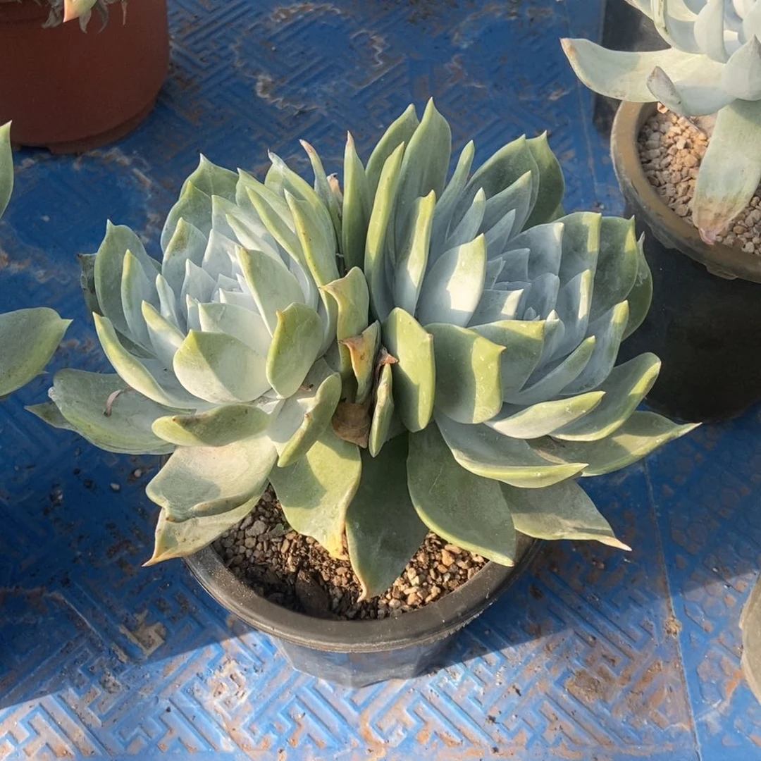 福利普芙多肉植物