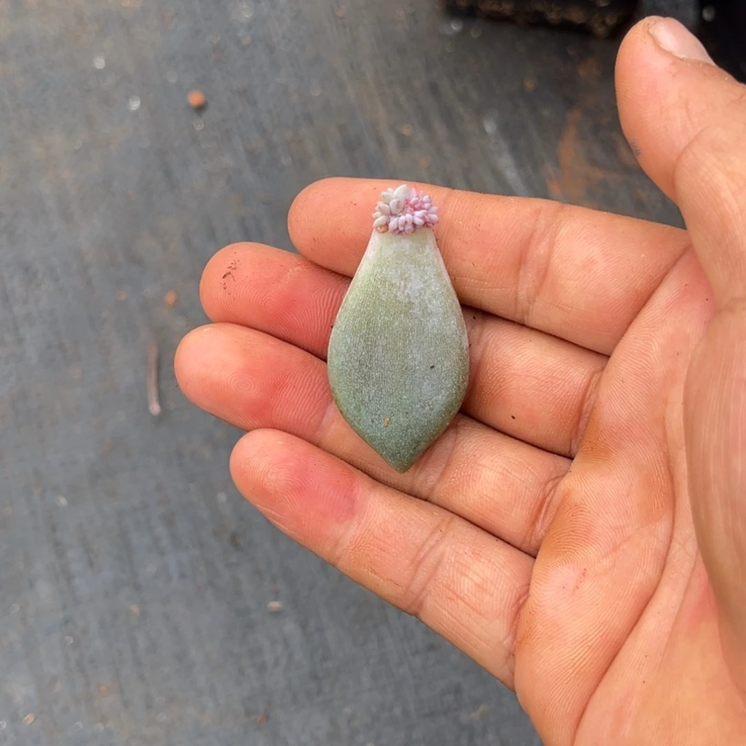 要***光邀月小苗多肉植物