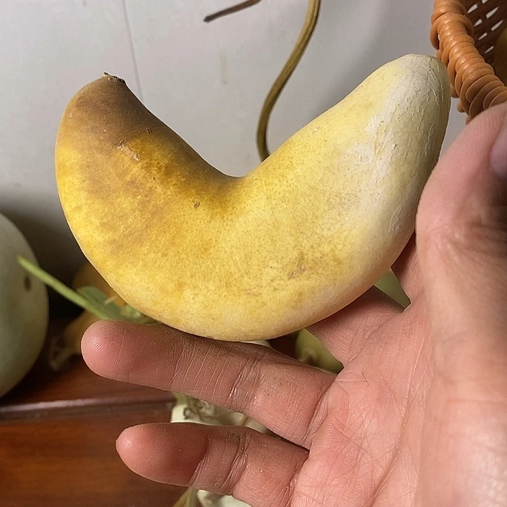 可***一青皮腰子葫芦手把件