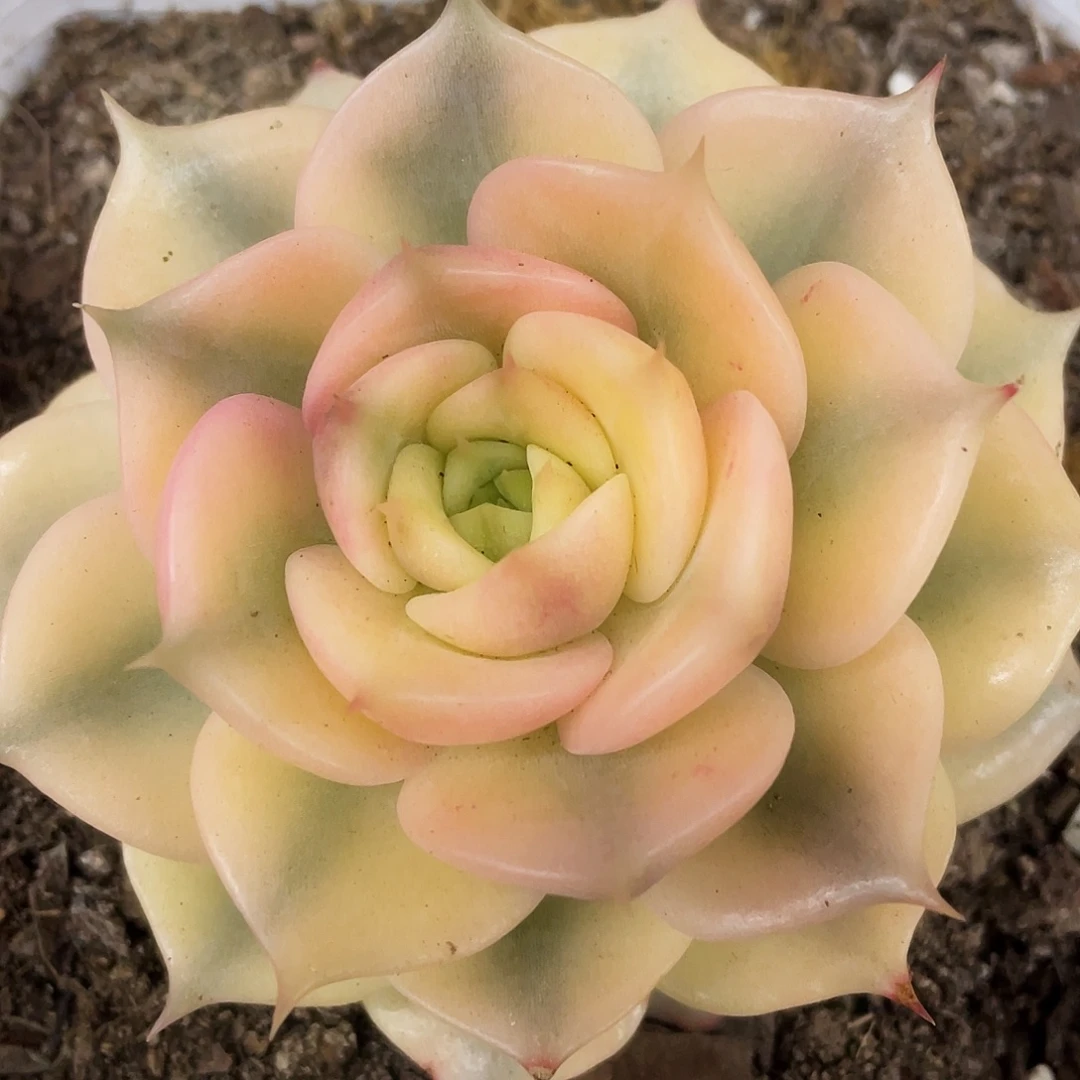 单头贝加尔湖锦一颗