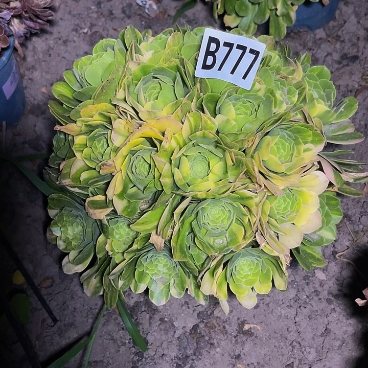 五色琉璃法师28/33包邮