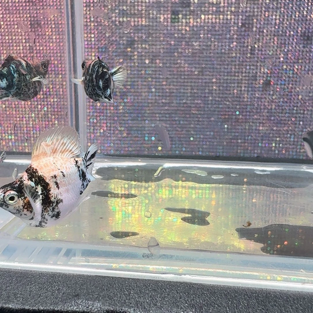 原线三色玛丽一对