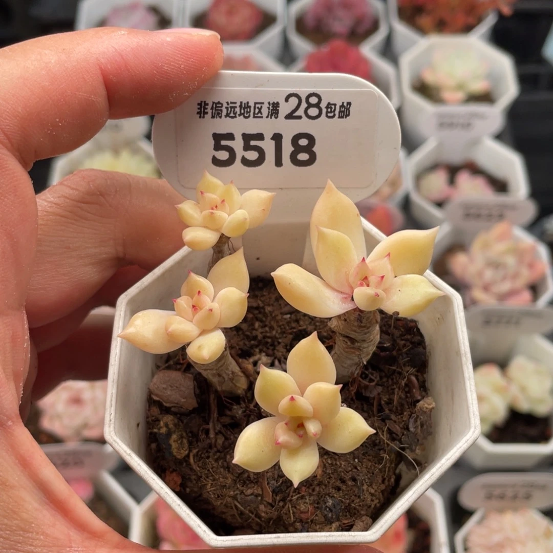 多肉璀璨5518-6.0厘米