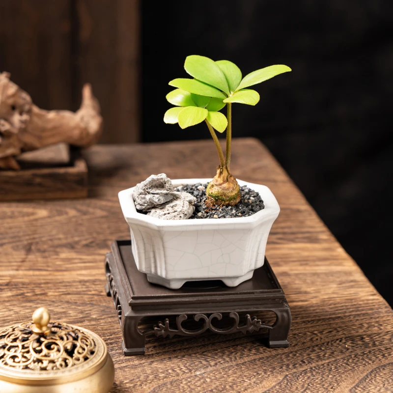 墨西哥铁树老桩四叶草盆景室内好养绿植