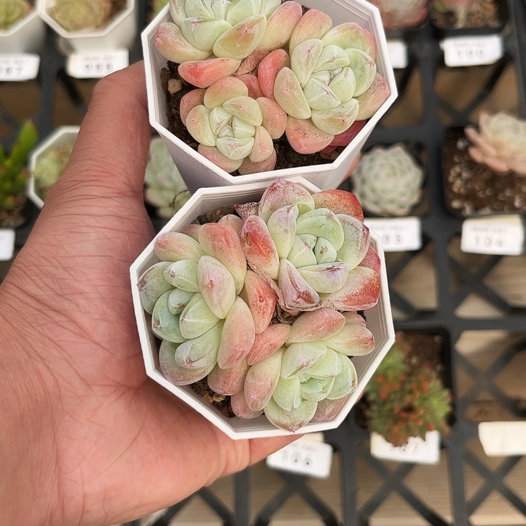 两颗冰玉放在167号下面那两颗