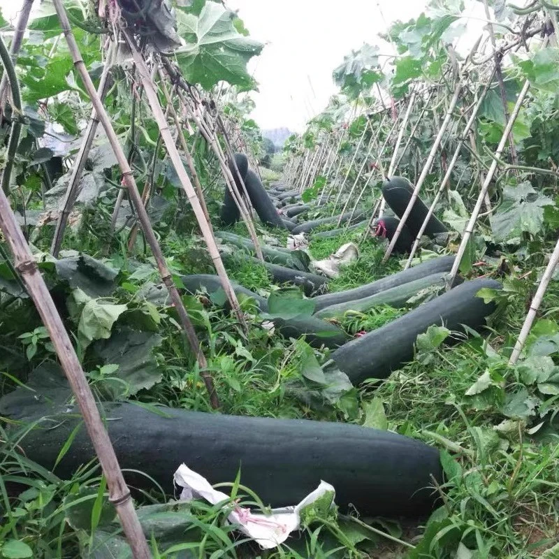 黑皮冬瓜种孑高产春季四季农家庭院冬瓜种籽抗病阳台种植冬瓜种子