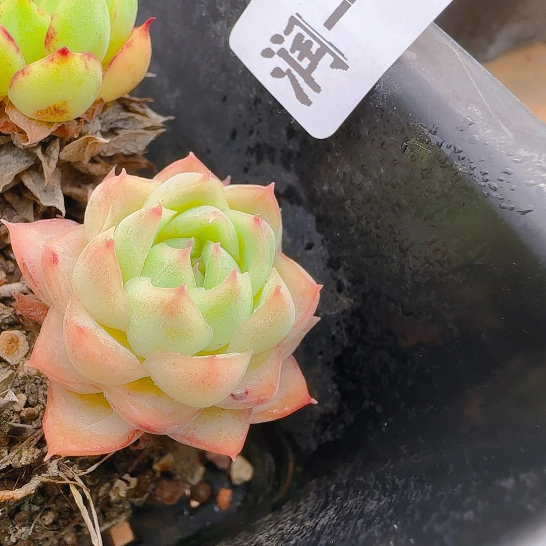 七代，654，仙农出品