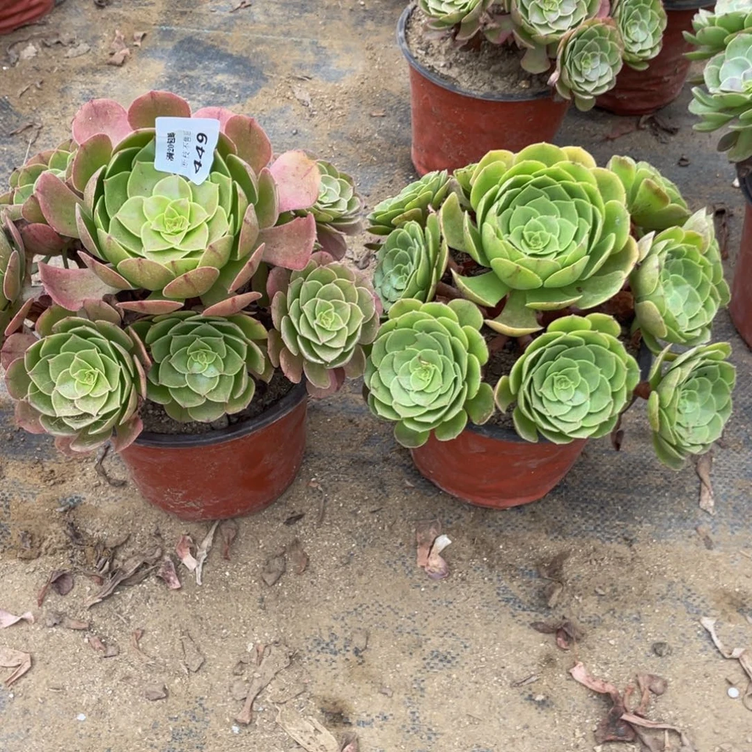 449，450 法师多肉断枝不包