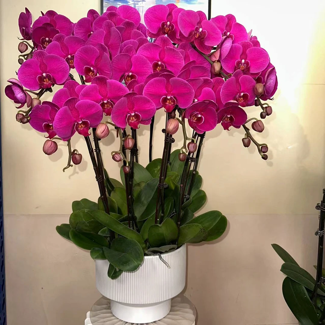 -【大辣椒】蝴蝶兰 好养耐养花期长 苗情优质 基地直发