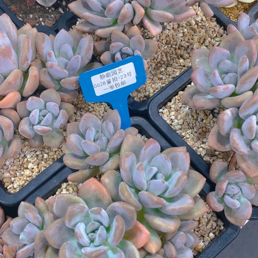 0628-23-奥橙母本老桩大群生一颗