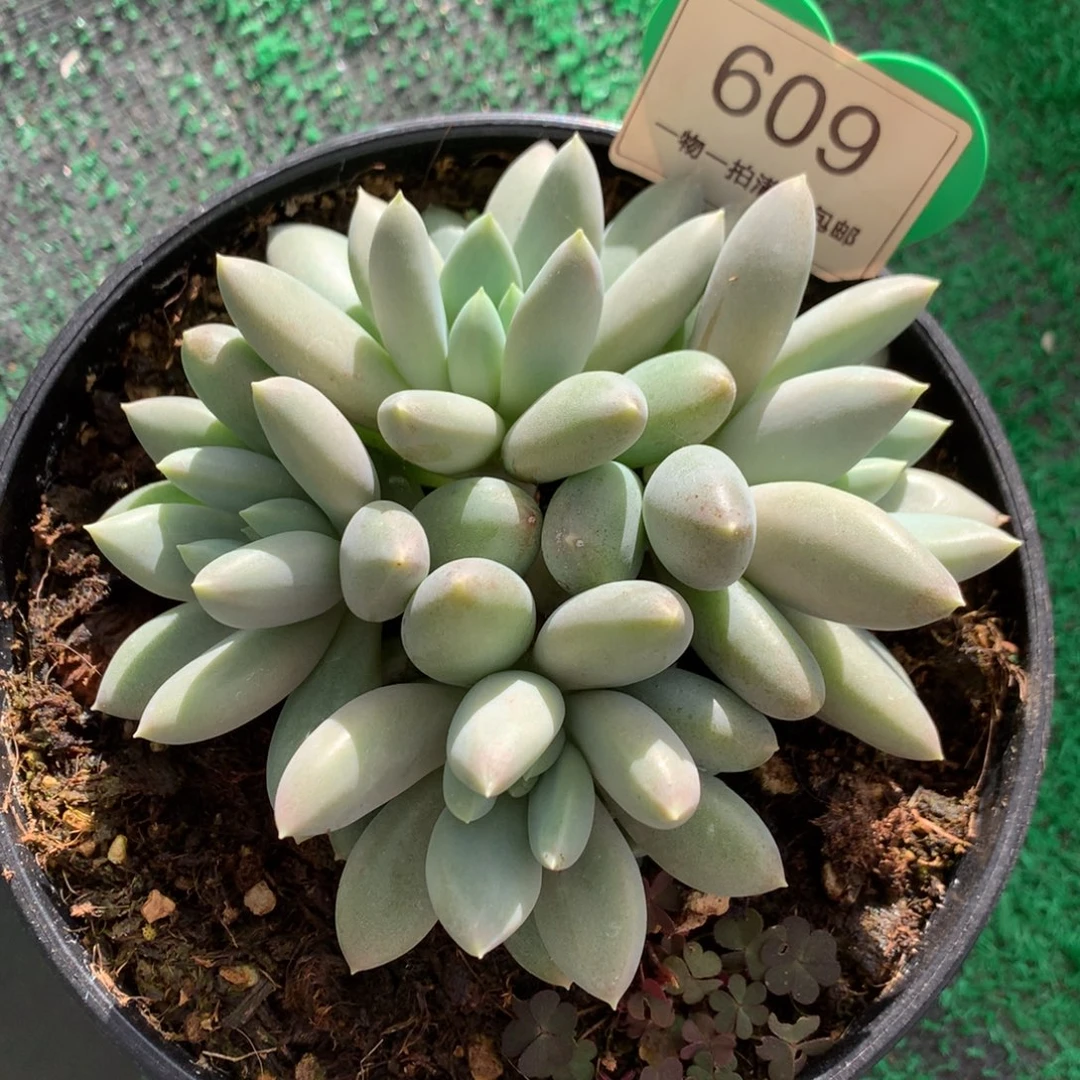 黄体哥特萝莉4头609