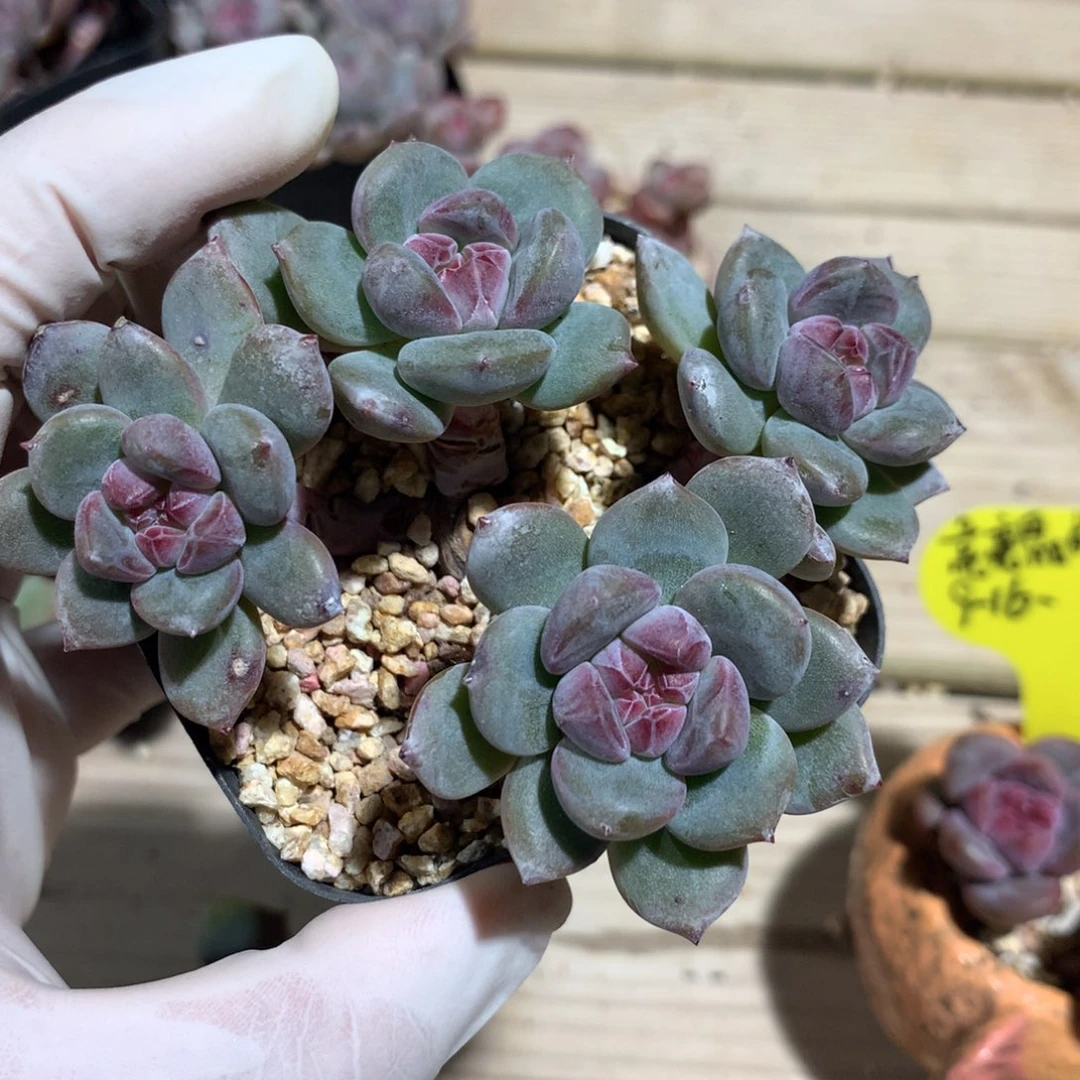叁***里叁里突尼斯星影发货