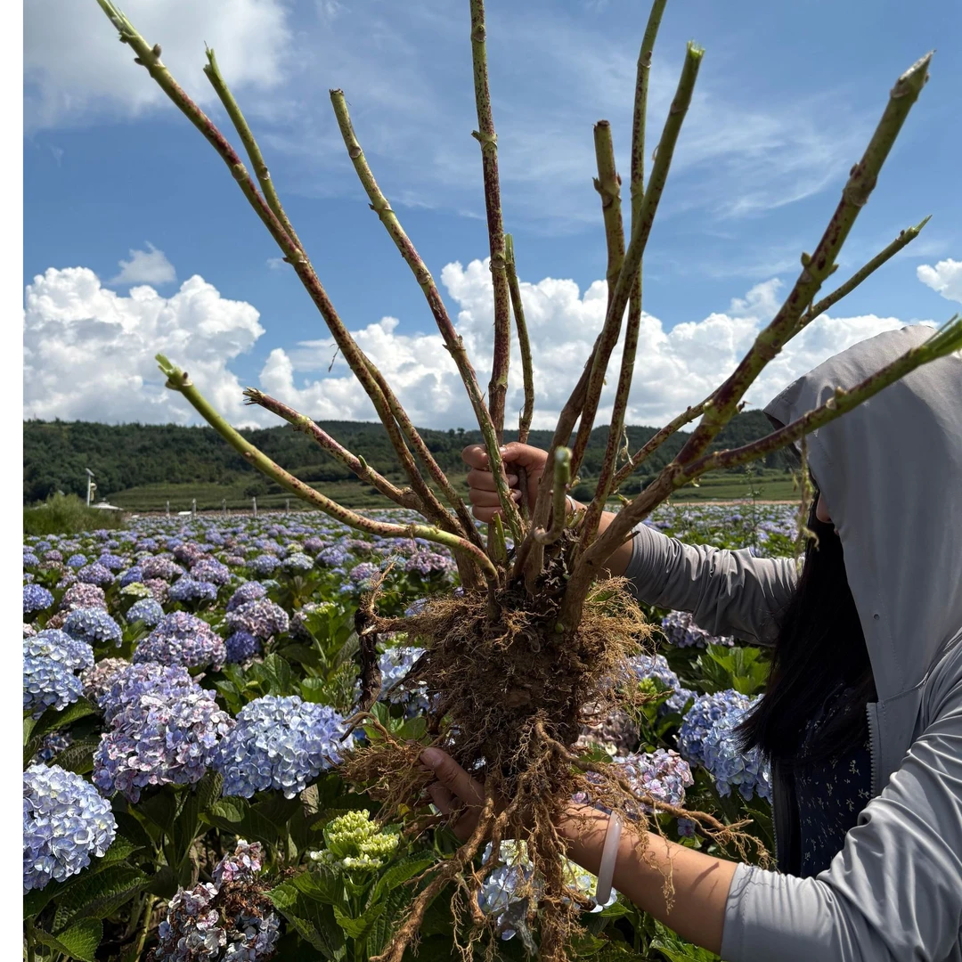 【五年海蓝苗】海蓝绣球花老苗千亩基地现挖现发云南直发易养活