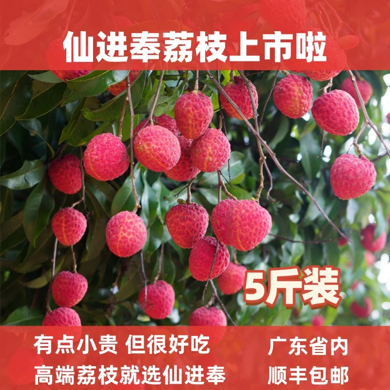 [广东省外包邮]5斤装增城荔枝仙进奉荔枝50年老果园顺丰冷链新鲜
