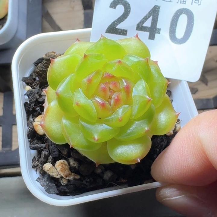 珍妮            多肉植物