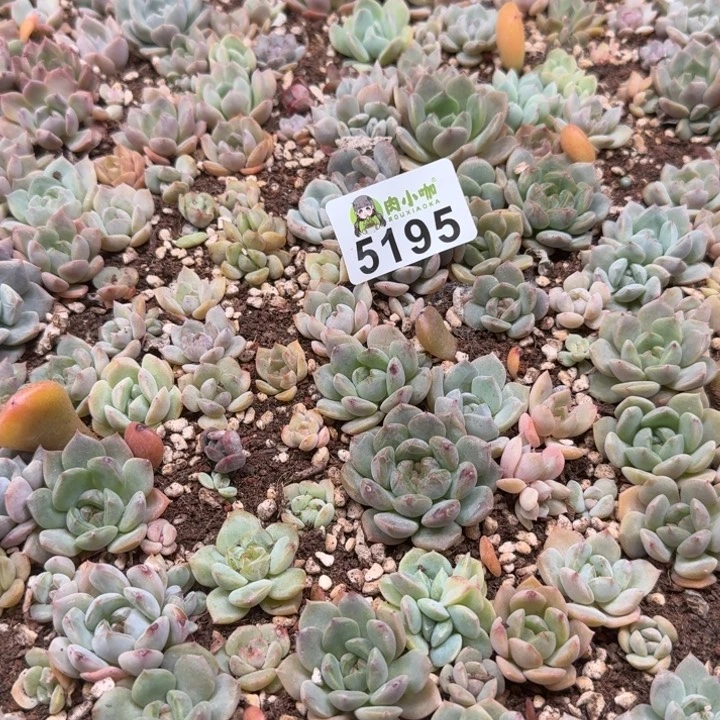 蜜***兔多肉植物多肉植物