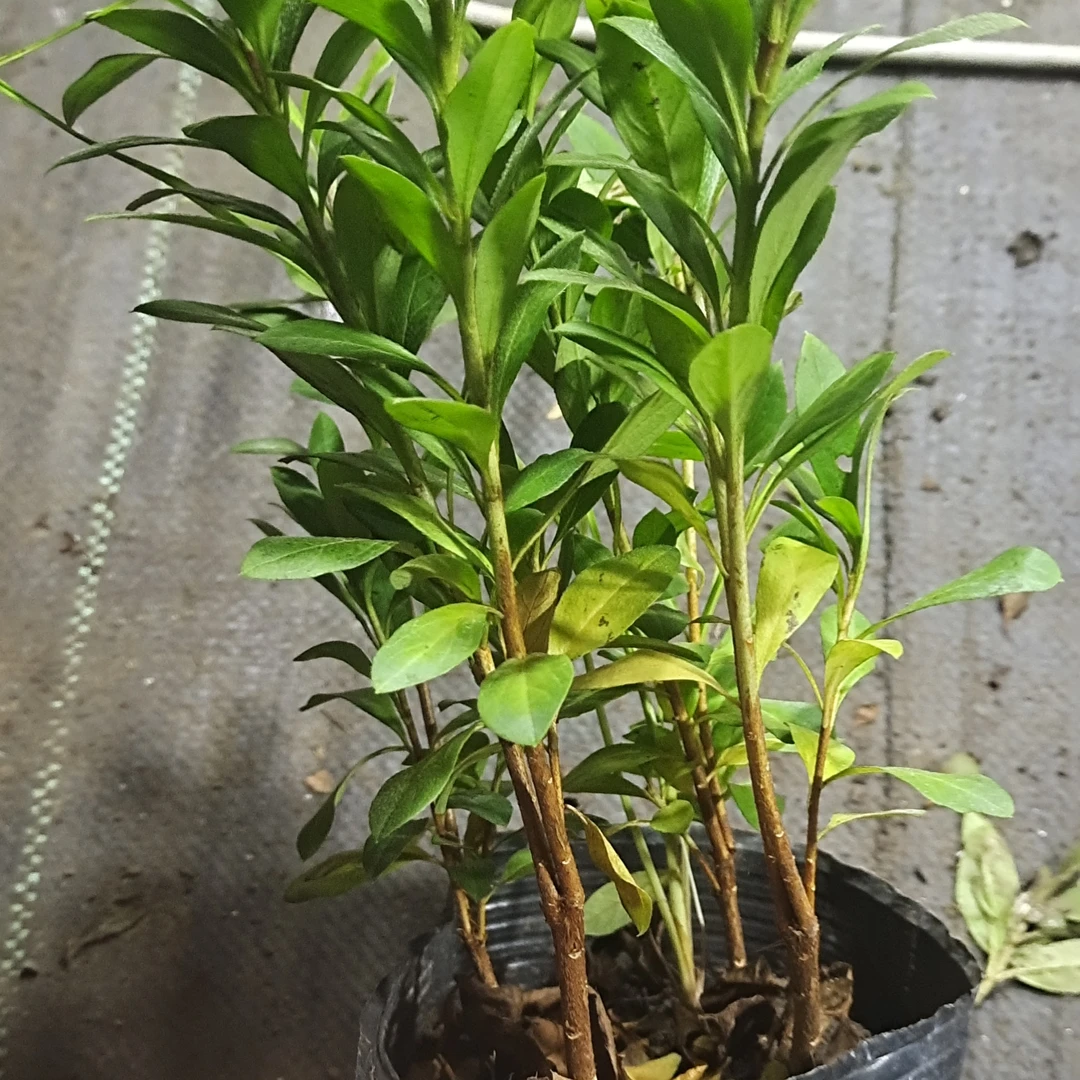 爱之彩毛娟经典品种小苗