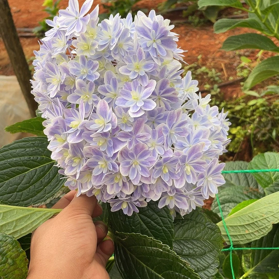 绣球切花一物一拍3枝起包邮，加购196