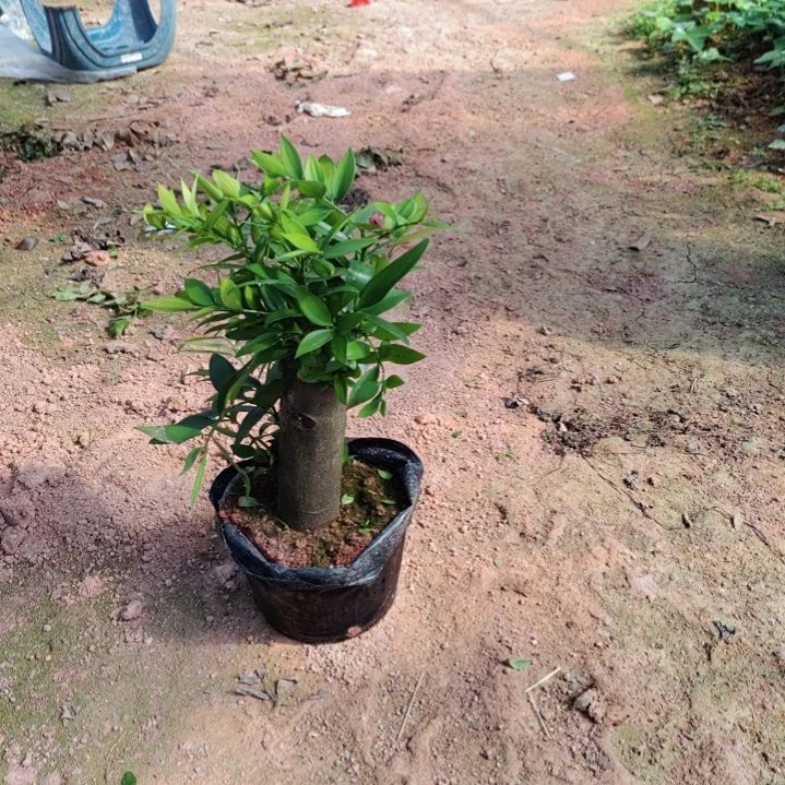 〈****常竹柏一物一拍50米