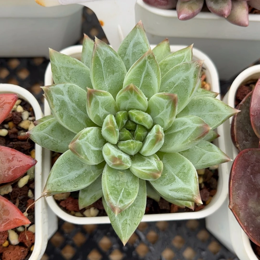 多肉植物3363 一定要拍个冷链哦