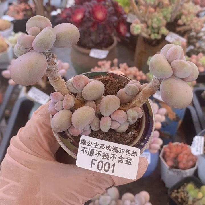 腰子桃蛋6cm001多肉植物