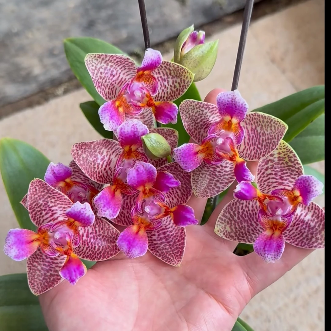 珍奇品种 原生种浓香型【快乐童话】蝴蝶兰三唇瓣花期四季开 无花剑