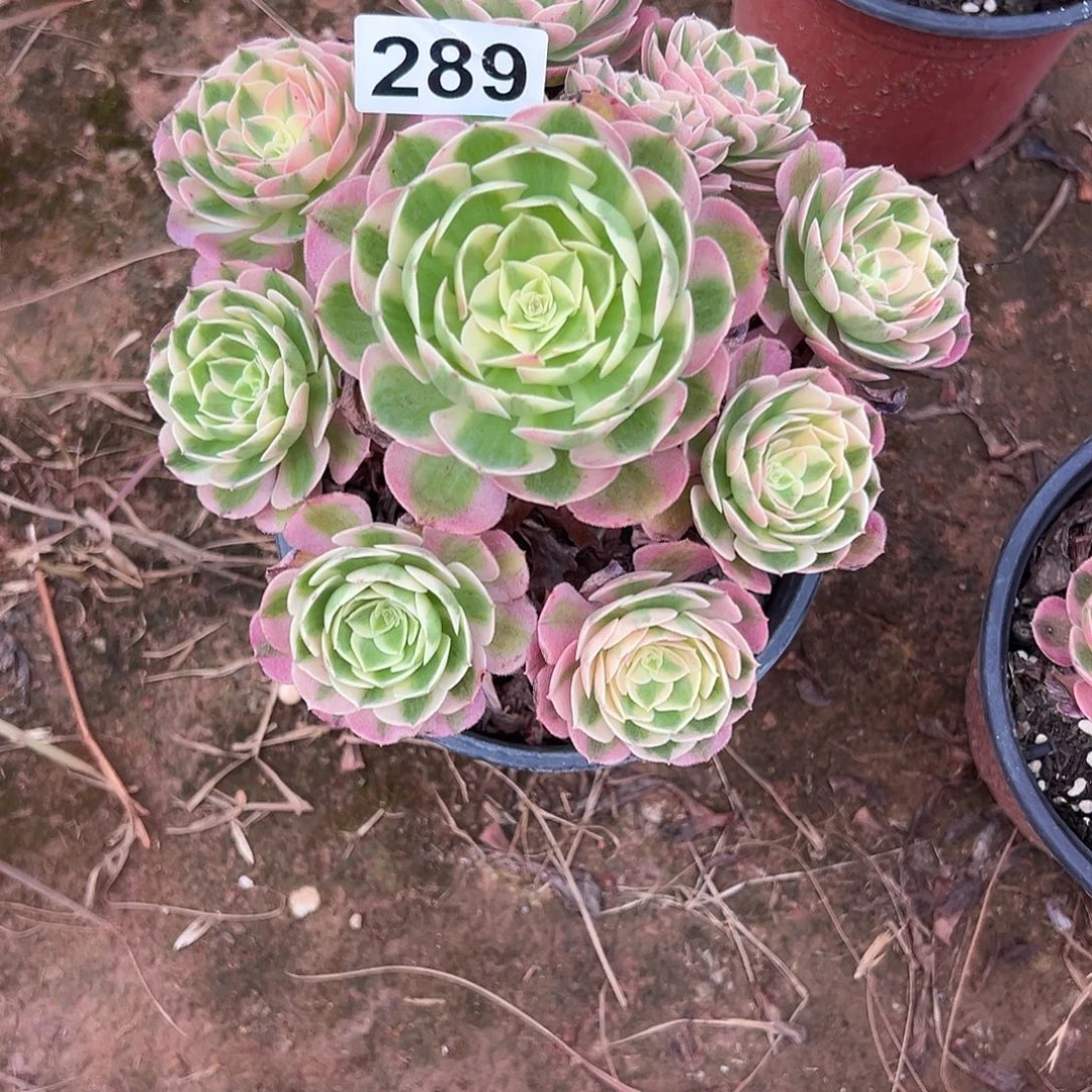 @****精品多肉植物289倾城