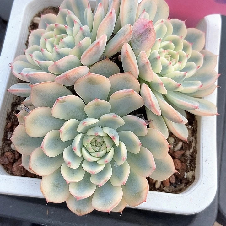 多肉植物麒麟座锦933