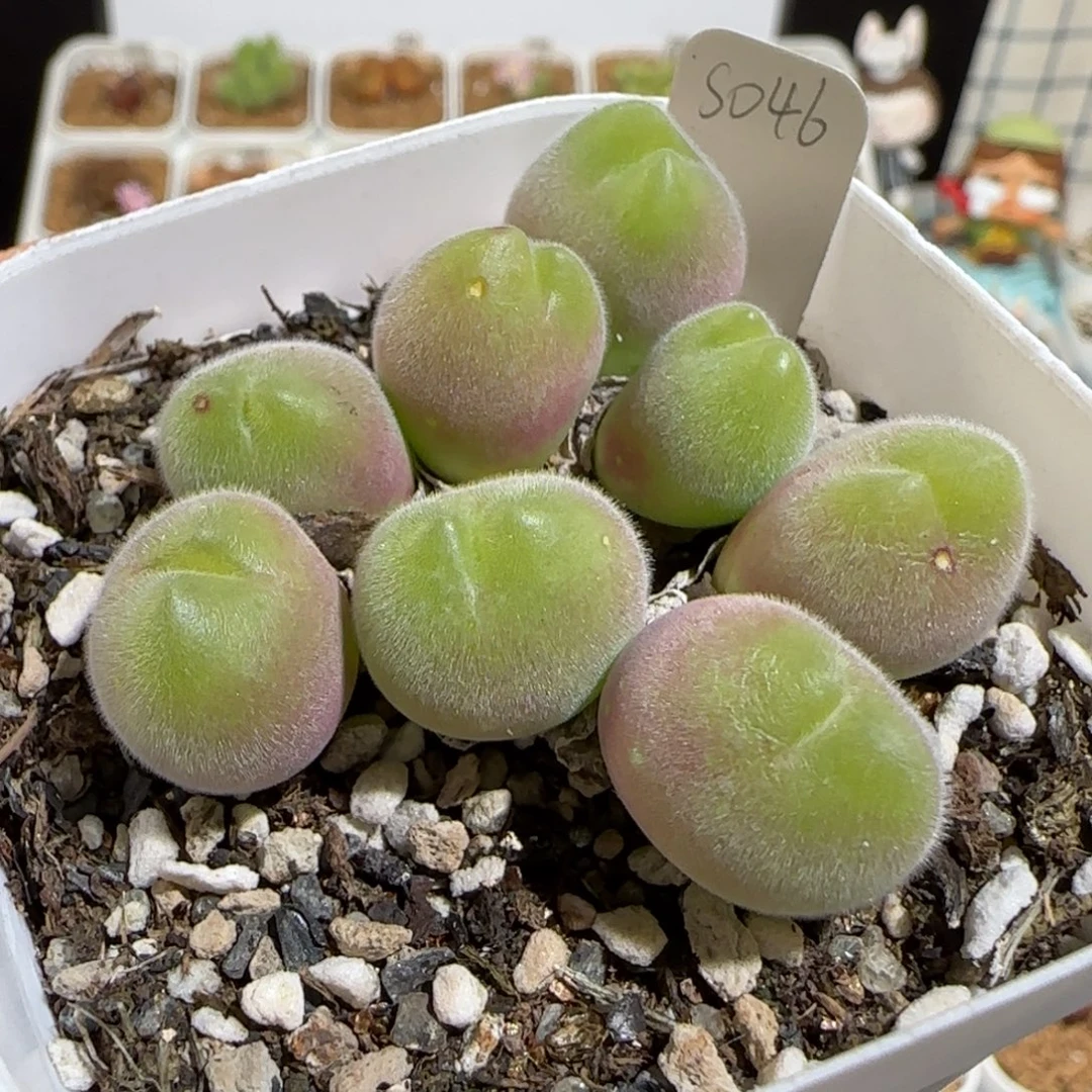 肉锥多肉植物组合-长毛翠滴有疤母本371