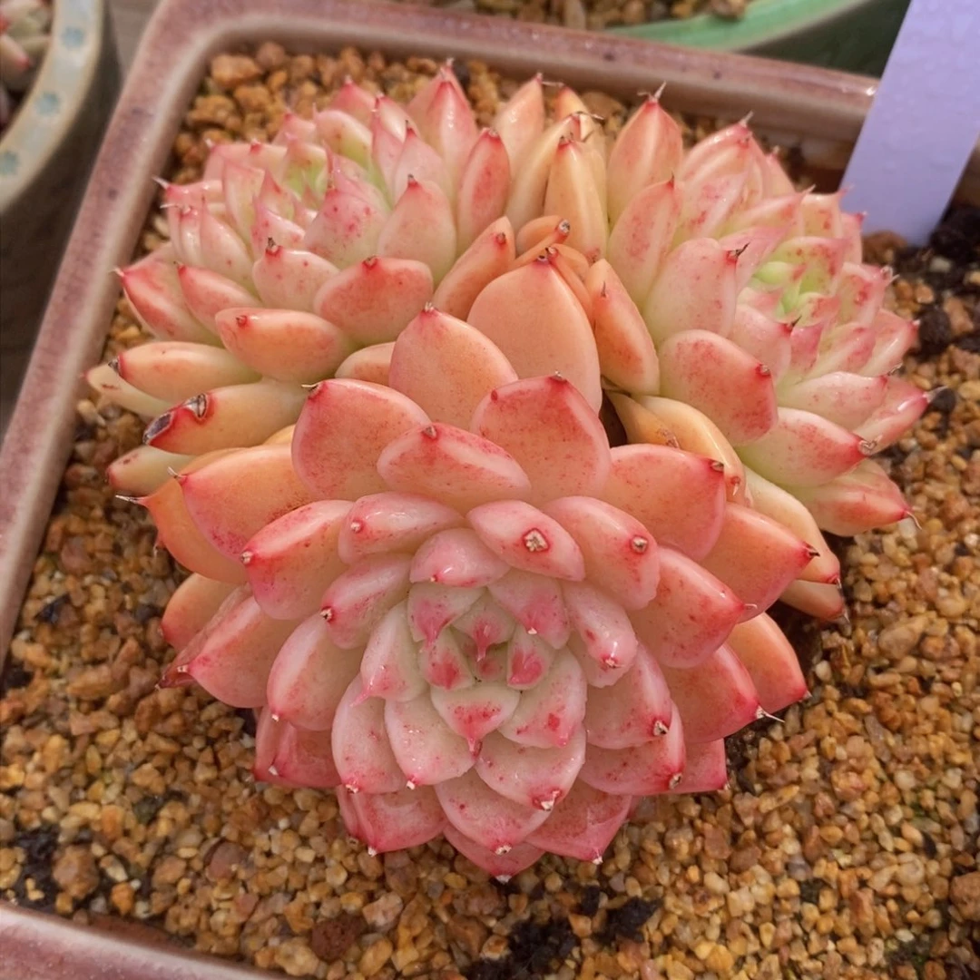 可问主播品种，下滑链接更多品种选择