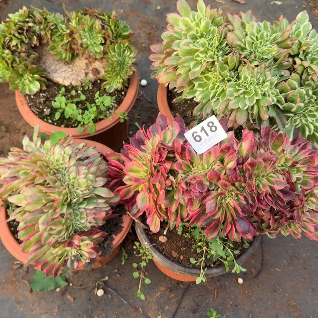 618组合缀化多肉植物满28包邮