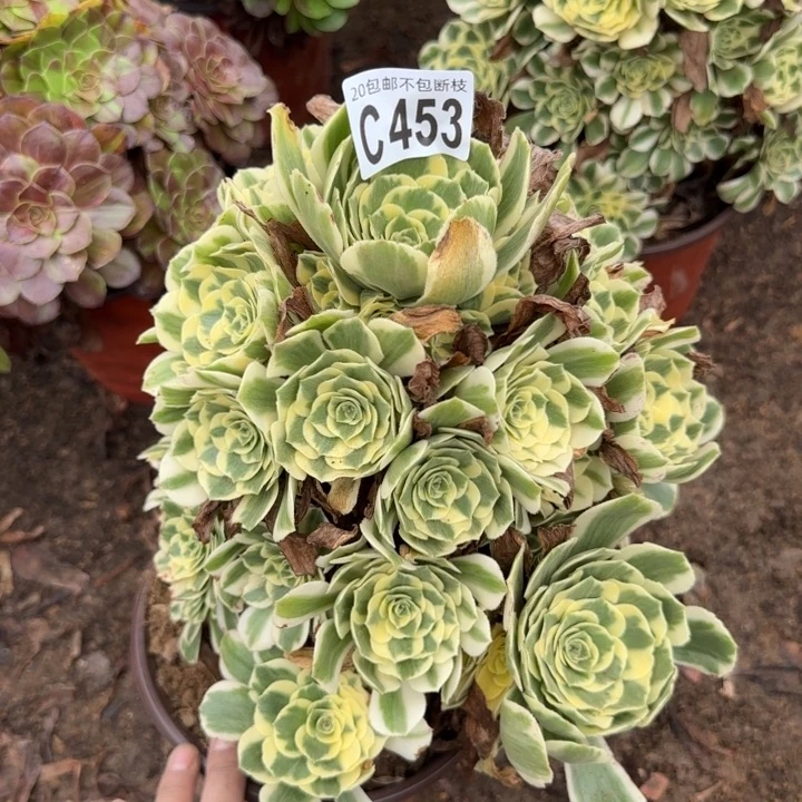 迈巴赫……多肉植物……